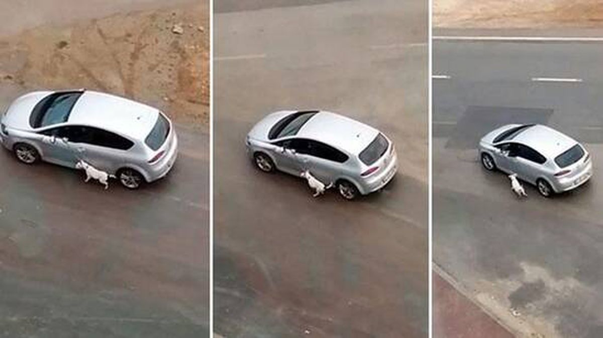 Araçla köpeğini tasmasından sürükleyen sürücüden pişkin savunma: Eğitimi gereği yaptık