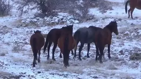Başkentin yılkı atları kar üstünde görüntülendi Başkentin yılkı atları kar üstünde görüntülendi