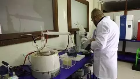 Çam kozalağını bor ile birleştirerek gıda takviyesi geliştirdiler Çam kozalağını bor ile birleştirerek gıda takviyesi geliştirdiler