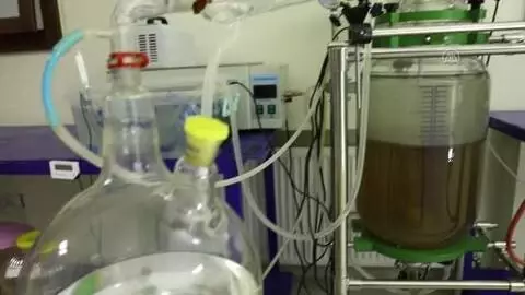Çam kozalağını bor ile birleştirerek gıda takviyesi geliştirdiler Çam kozalağını bor ile birleştirerek gıda takviyesi geliştirdiler