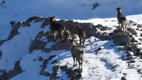 Dağ keçileri sürü halinde görüntülendi Dağ keçileri sürü halinde görüntülendi