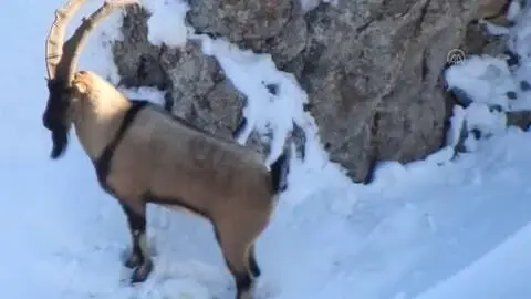 Dağ keçileri sürü halinde görüntülendi