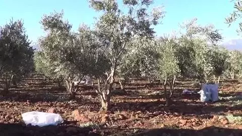 GAZİANTEP - Zeytin hasadı sürüyor GAZİANTEP - Zeytin hasadı sürüyor