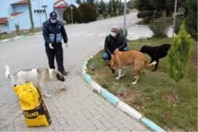 Hisarcık Belediyesi sokak hayvanlarını yalnız bırakmadı Hisarcık Belediyesi sokak hayvanlarını yalnız bırakmadı