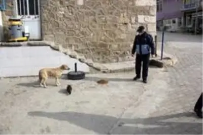 Hisarcık Belediyesi sokak hayvanlarını yalnız bırakmadı Hisarcık Belediyesi sokak hayvanlarını yalnız bırakmadı