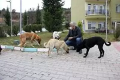 Hisarcık Belediyesi sokak hayvanlarını yalnız bırakmadı Hisarcık Belediyesi sokak hayvanlarını yalnız bırakmadı