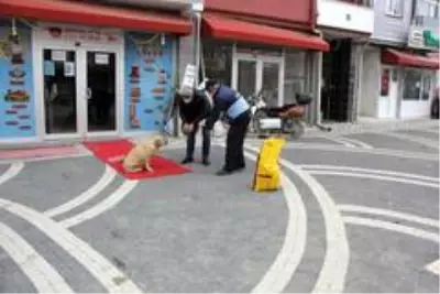 Hisarcık Belediyesi sokak hayvanlarını yalnız bırakmadı Hisarcık Belediyesi sokak hayvanlarını yalnız bırakmadı