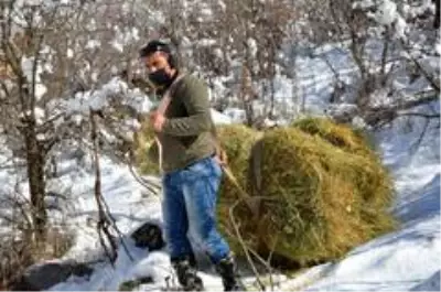 Karlı dağlarda zorlu yaşam...Yazın topladıkları samanları kışın köye indiriyorlar Karlı dağlarda zorlu yaşam...Yazın topladıkları samanları kışın köye indiriyorlar