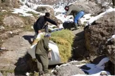 Karlı dağlarda zorlu yaşam...Yazın topladıkları samanları kışın köye indiriyorlar Karlı dağlarda zorlu yaşam...Yazın topladıkları samanları kışın köye indiriyorlar