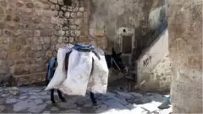 Mardin'in 'kadrolu eşekleri' kısıtlamalarda da mesaiye devam ediyor Mardin'in 'kadrolu eşekleri' kısıtlamalarda da mesaiye devam ediyor