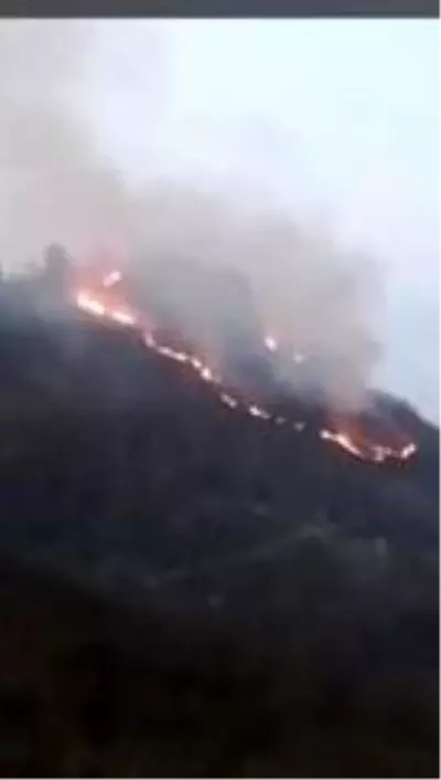 Son dakika haberi! Ordu'da ormanı yangını Son dakika haberi! Ordu'da ormanı yangını