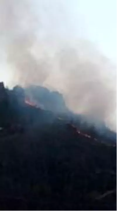 Son dakika haberi! Ordu'da ormanı yangını Son dakika haberi! Ordu'da ormanı yangını