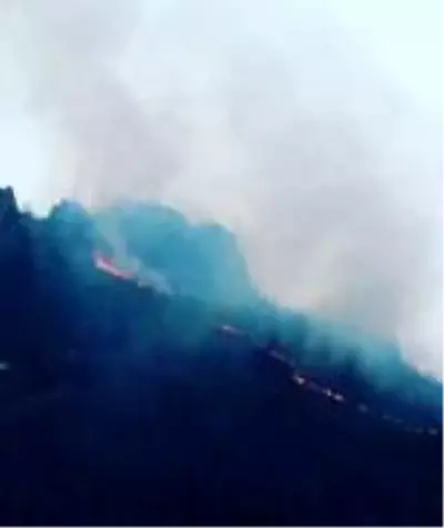 Son dakika haberi! Ordu'da ormanı yangını Son dakika haberi! Ordu'da ormanı yangını