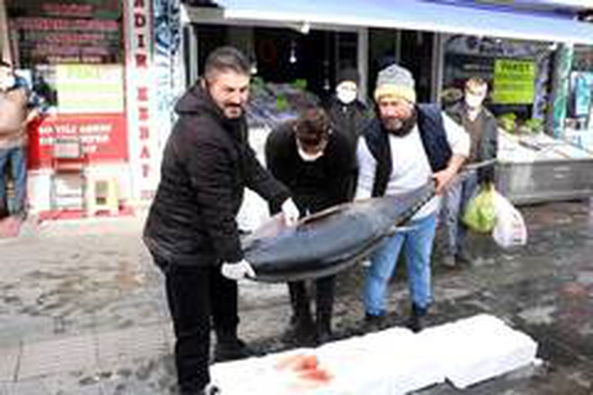 75 kilogramlık orkinos balığını 3 kişi zor kaldırdı