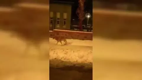 Aç kalan kurt yerleşim yerlerinde yiyecek aradı Aç kalan kurt yerleşim yerlerinde yiyecek aradı