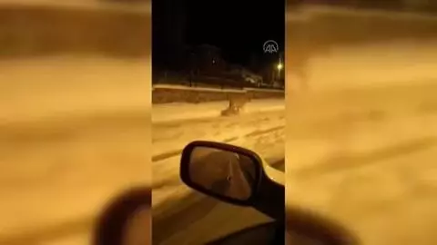 Aç kalan kurt yerleşim yerlerinde yiyecek aradı Aç kalan kurt yerleşim yerlerinde yiyecek aradı