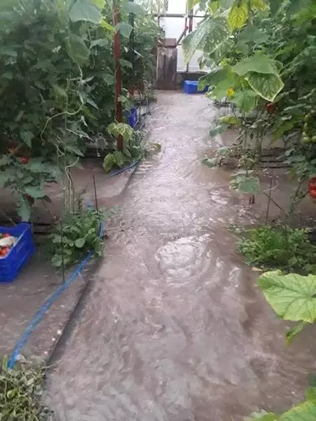 Kaş'ta sağanak nedeniyle seraları su bastı (3) Kaş'ta sağanak nedeniyle seraları su bastı (3)