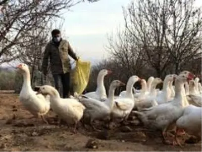 Arkadaşının tavsiyesiyle girdiği kaz yetiştiriciliğinden yılda 150 bin lira kazanıyor Arkadaşının tavsiyesiyle girdiği kaz yetiştiriciliğinden yılda 150 bin lira kazanıyor