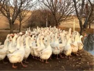 Arkadaşının tavsiyesiyle girdiği kaz yetiştiriciliğinden yılda 150 bin lira kazanıyor Arkadaşının tavsiyesiyle girdiği kaz yetiştiriciliğinden yılda 150 bin lira kazanıyor