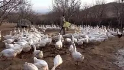 Arkadaşının tavsiyesiyle girdiği kaz yetiştiriciliğinden yılda 150 bin lira kazanıyor Arkadaşının tavsiyesiyle girdiği kaz yetiştiriciliğinden yılda 150 bin lira kazanıyor