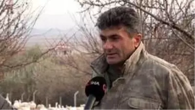 Arkadaşının tavsiyesiyle girdiği kaz yetiştiriciliğinden yılda 150 bin lira kazanıyor Arkadaşının tavsiyesiyle girdiği kaz yetiştiriciliğinden yılda 150 bin lira kazanıyor