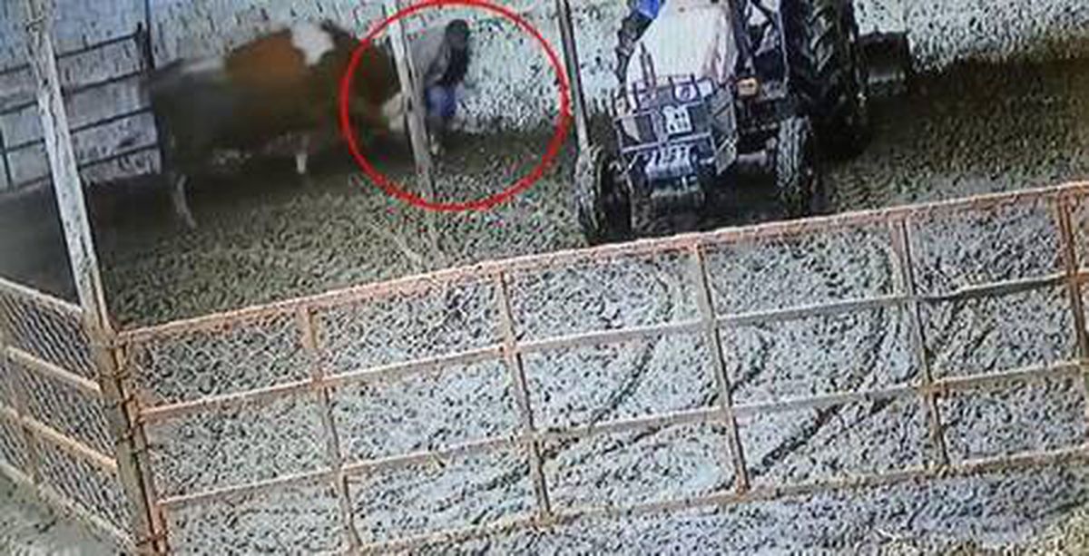 Defalarca boynuzladı! Boğanın sahibine saldırısı kamerada