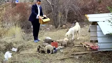 Engelli köpeğe ve 11 yavrusuna 'koronavirüs savaşçıları' sahip çıktı Engelli köpeğe ve 11 yavrusuna 'koronavirüs savaşçıları' sahip çıktı