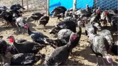 Hindiler onu kendi işinin patronu yaptı Hindiler onu kendi işinin patronu yaptı