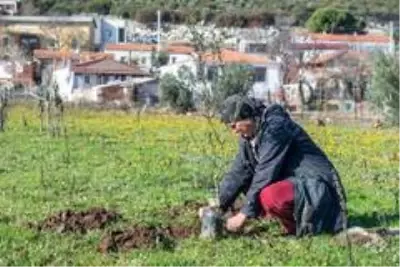 İzmir'de 2020 yılında 363 bin meyve fidanı dağıtıldı İzmir'de 2020 yılında 363 bin meyve fidanı dağıtıldı