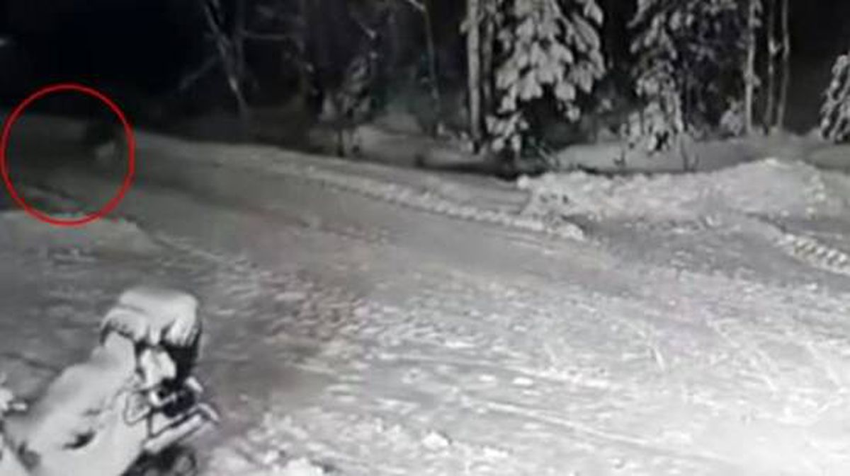 Kahraman köpek 10 yaşındaki çocuğu kurt saldırısından kurtardı