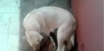 Yavru köpekler donmaktan son anda kurtarıldı