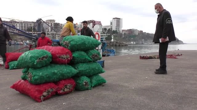 Akçakoca'da avlanan deniz salyangozu Uzak Doğu'ya ihraç ediliyor