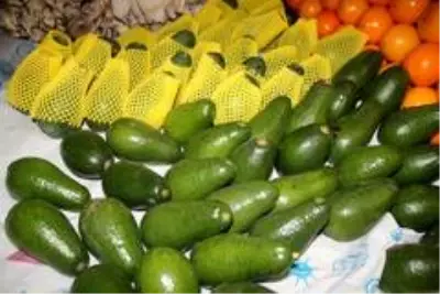Avokadoyu en çok bayanlar tercih ediyor Avokadoyu en çok bayanlar tercih ediyor