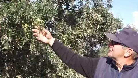BALIKESİR - Zeytinyağı fiyatları üreticinin yüzünü güldürüyor