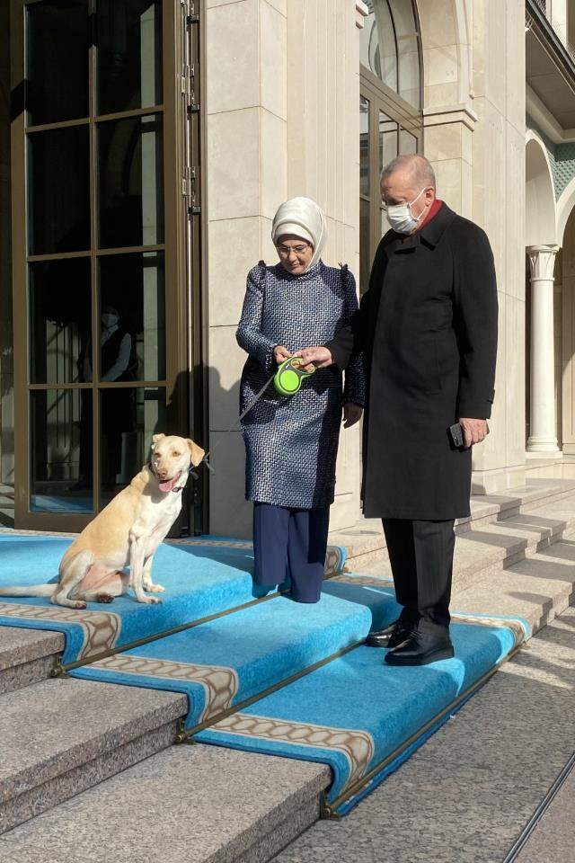 Cumhurbaşkanı Erdoğan'ı mesaiye Emine Erdoğan ve baktığı 'Leblebi' uğurladı