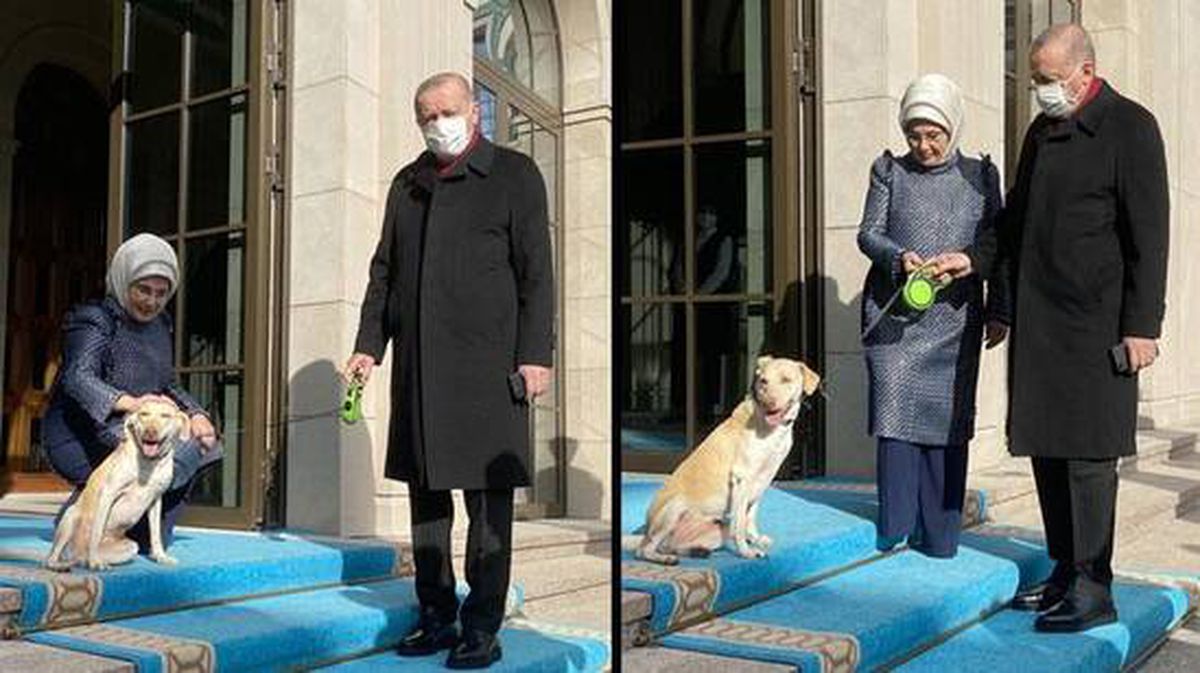 Cumhurbaşkanı Erdoğan'ı mesaiye Emine Erdoğan ve baktığı 'Leblebi' uğurladı
