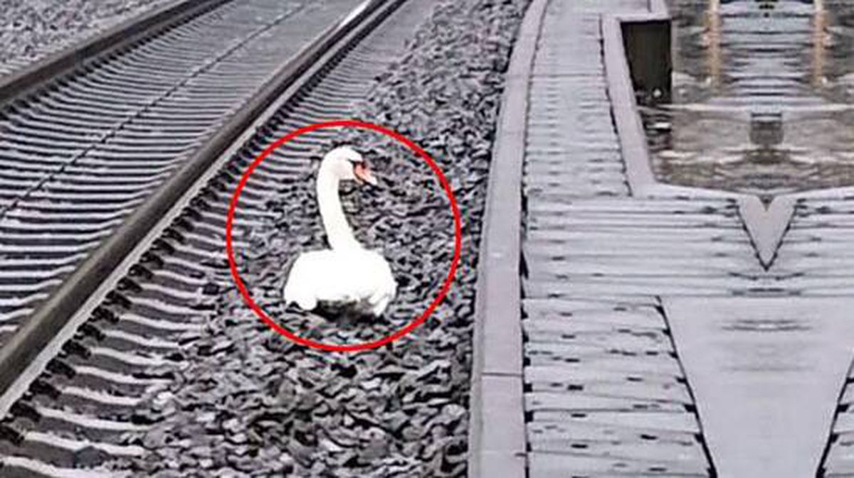 Eşinin yasını tutan kuğu, tren seferlerini durdurdu