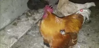 Horoz civcivlere annelik yapıyor