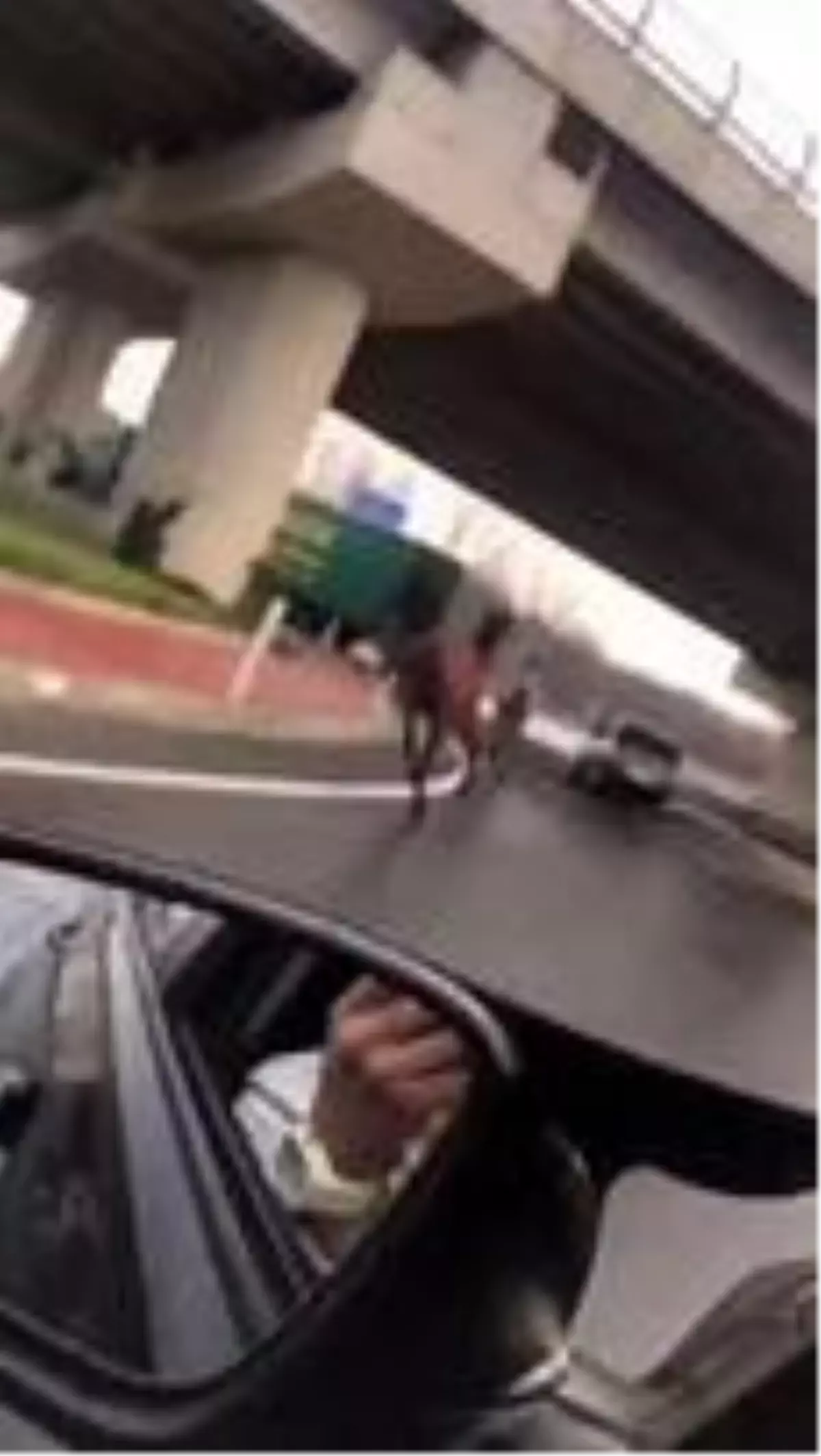 Sahipsiz atlar şehirler arası yolu hipodroma çevirdi