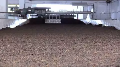 Son Dakika | Salgın döneminde çay satışı arttı Son Dakika | Salgın döneminde çay satışı arttı