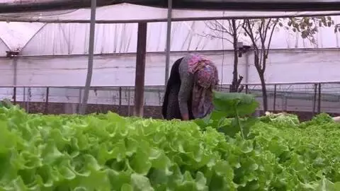 Seralarda marul ve yeşil soğan hasadı başladı Seralarda marul ve yeşil soğan hasadı başladı