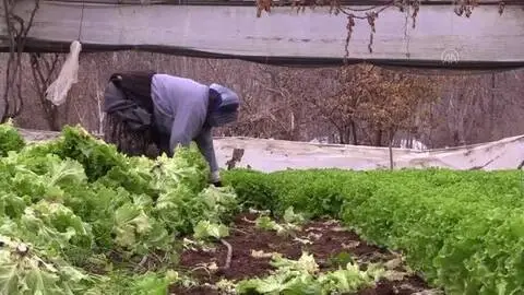 Seralarda marul ve yeşil soğan hasadı başladı Seralarda marul ve yeşil soğan hasadı başladı