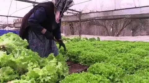 Seralarda marul ve yeşil soğan hasadı başladı Seralarda marul ve yeşil soğan hasadı başladı