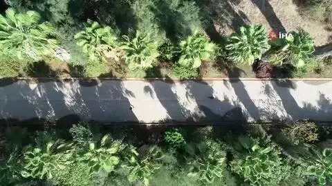 Türkiye'den kaçırdıkları şifalı bitkileri ilaç olarak Türkiye'ye geri satıyorlar Türkiye'den kaçırdıkları şifalı bitkileri ilaç olarak Türkiye'ye geri satıyorlar
