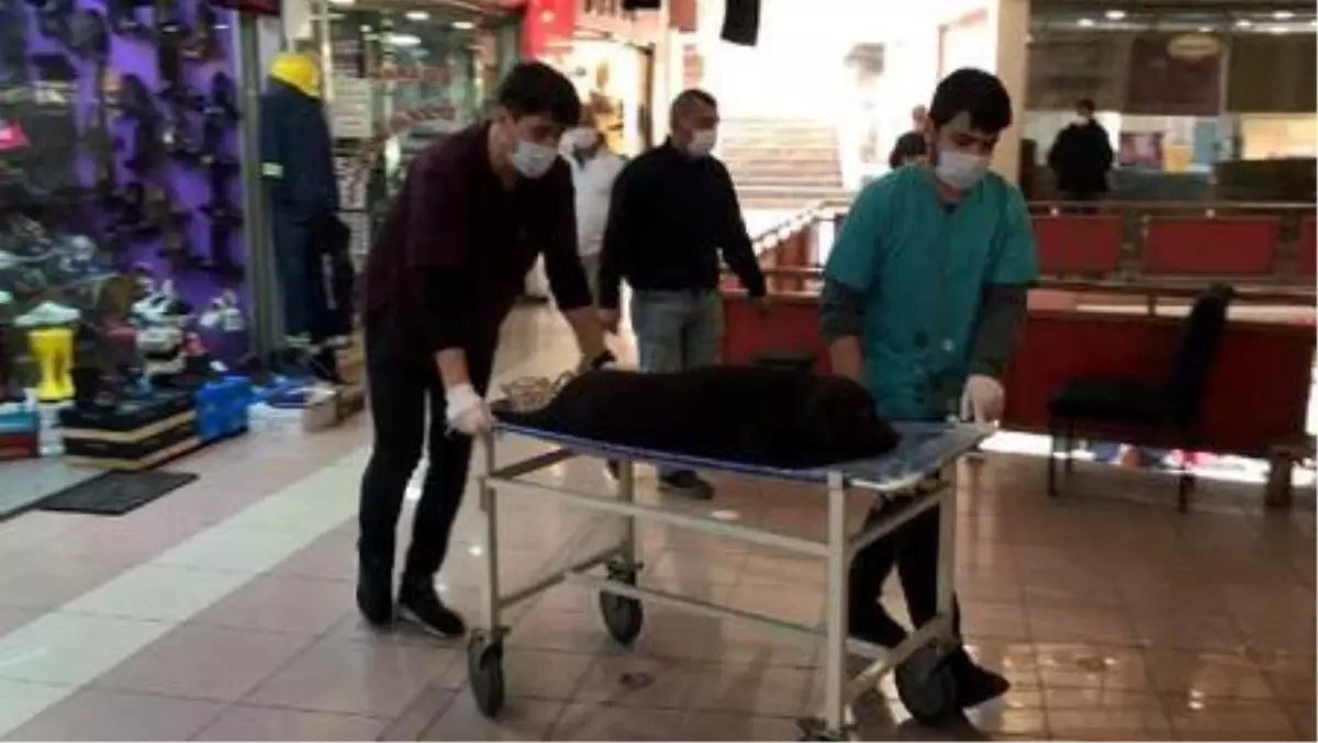 Köpeğe çarpan otomobilin sürücüsü kaçtı