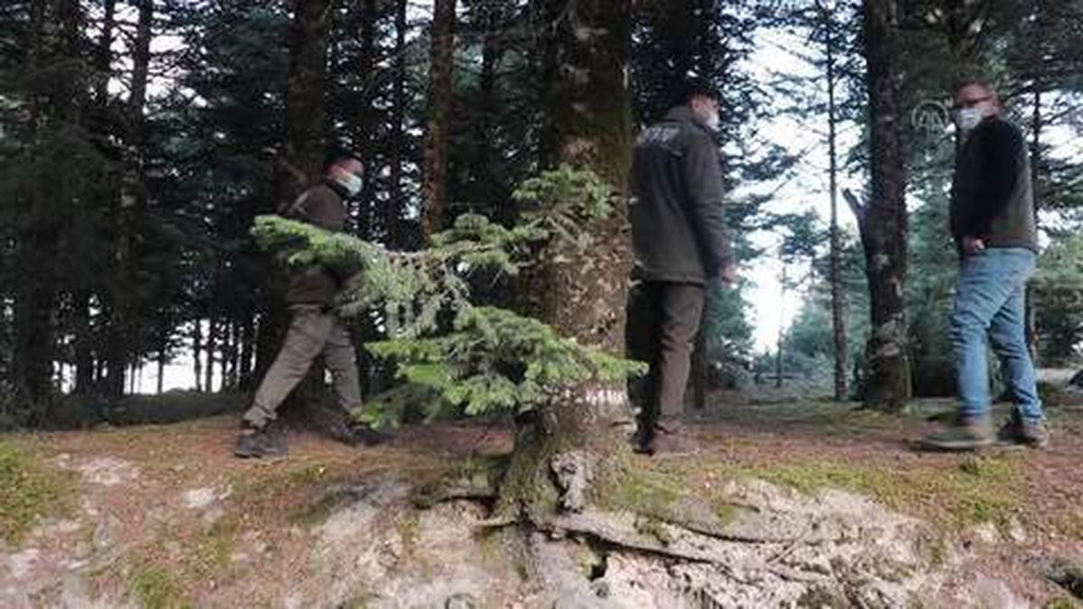 Ormancılar yılbaşı öncesi 'çam ağacı nöbeti'nde