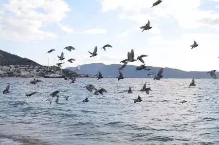 Bodrum'da yılın son gününde hareketli saatler yaşanıyor