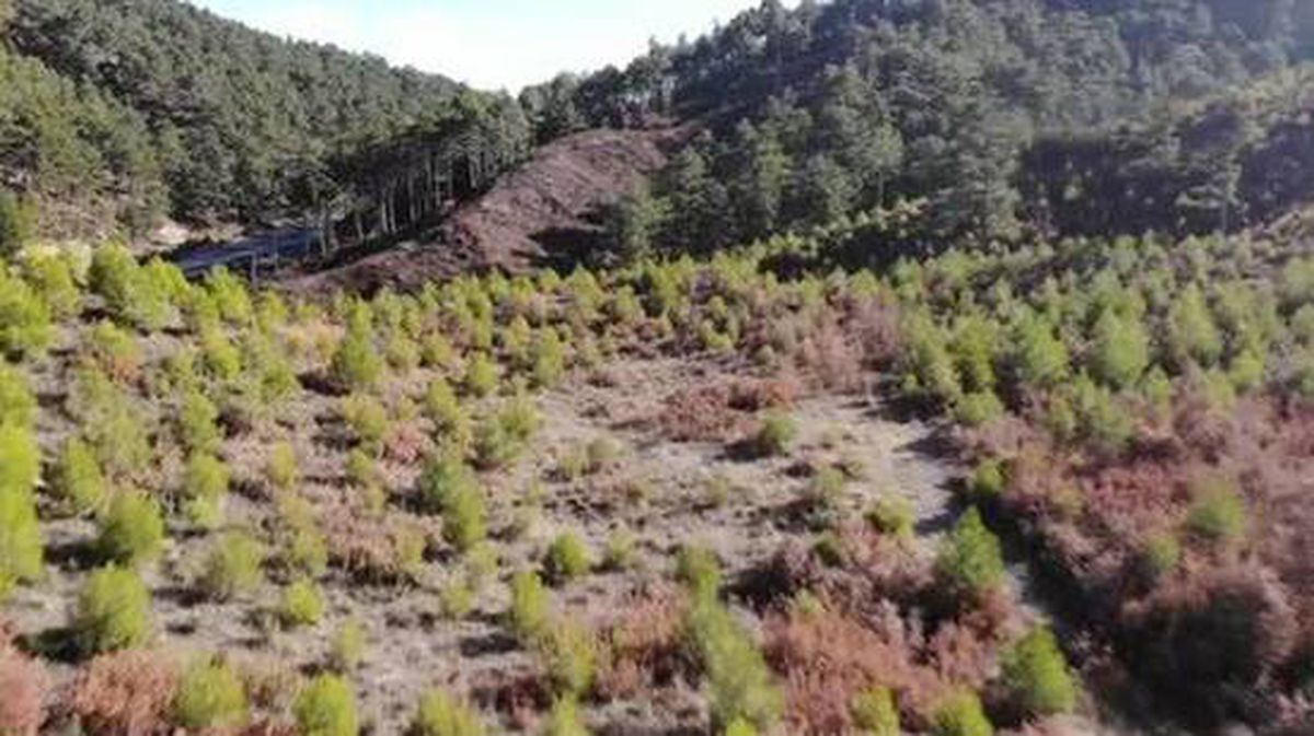 Ekipler, yılbaşına 'fidan nöbetinde' girecek! Çam ağaçlarının kesilmemesi için görev başındalar