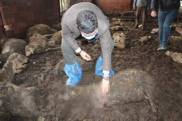 Hayvancılıkla geçimini sağlayan aile yılın son günü dehşeti yaşadı! Sokak köpekleri 63 koyunu telef etti