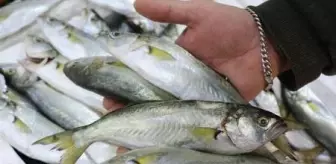 Karadeniz'de sarıkanat bolluğu